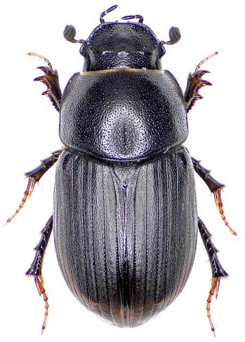 Réf. 186 157 : Amidorus obscurus